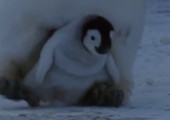 Die ersten Schritte eines Pinguins