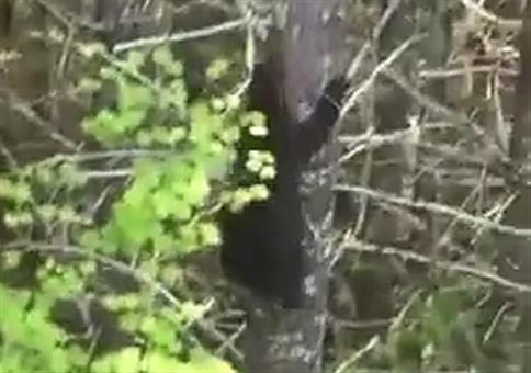 Wenn dich ein Bär verfolgt: Kletter am besten auf einen Baum
