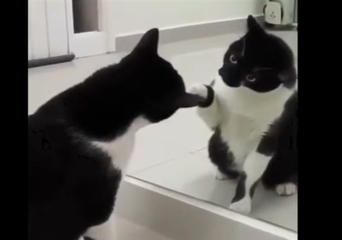 Katze im Spiegel mit krassem Plot-Twist