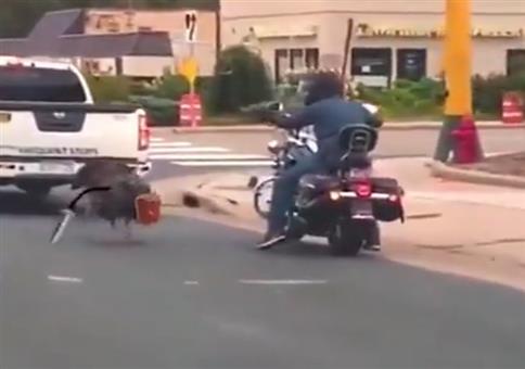 Schwer bewaffneter Truthahn macht Stress