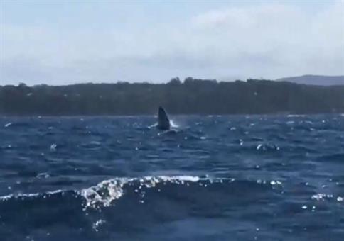 Neulich beim Wale beobachten