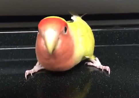 Metal Vogel auf Backblech