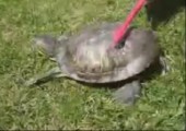 Schildkröte macht sich mit Zahnbürste sauber