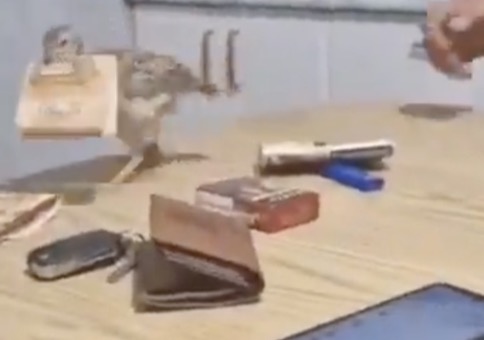 Klarer Fall von Raubvogel