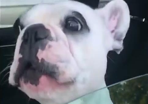 Singender Hund mit instrumentaler Begleitung