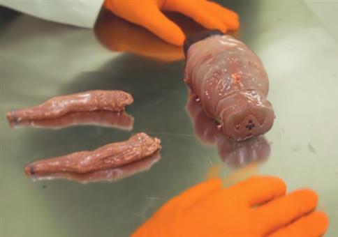 Oscar - Der modulare Körper