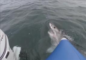 Mit dem Schlauchboot in Haifischgewässern