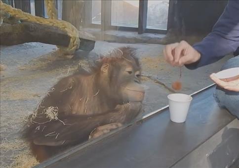 Affe ist schwer begeistert von einem Zaubertrick