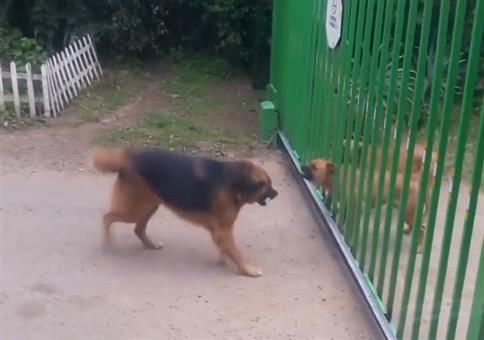 Bellende Hund am Zaun