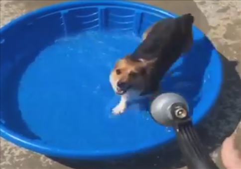 Hunde Pool Party