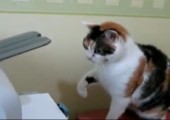 Katze vs. Drucker