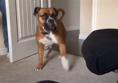 Na wo ist denn das Herrchen?