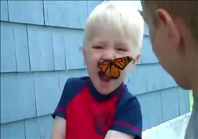 Gefährliche Schmetterlingsattacke