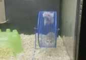 2 Hamster in einem Laufrad