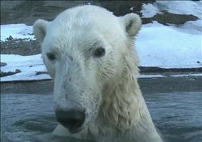 Der Eisbär ganz nah