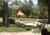 Dieses Kamel hat keinen Kopf!