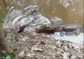 Alligator vs. Zitteraal
