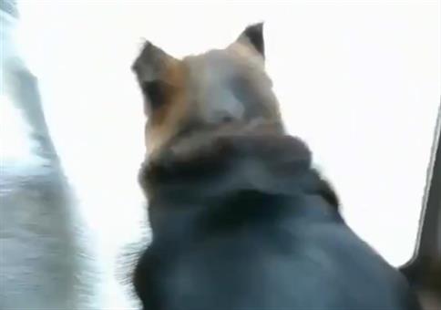 Hundi möchte so schnell wie möglich in den Garten