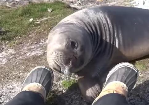 See-Elefant macht nen Abgang