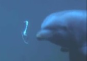 Delfine machen Luftringe