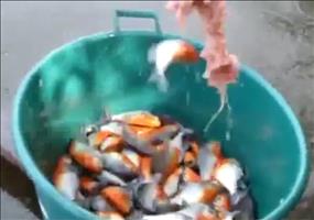 Piranhas angeln für Fortgeschrittene