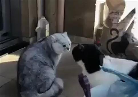 Heftiger Katzen Fight