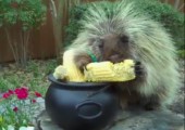 Stachelschwein knabbert Maiskolben