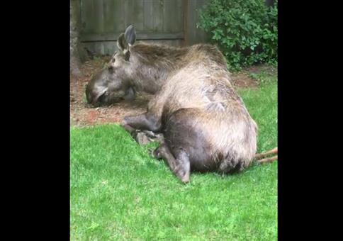 Wenn in deinem Garten die Elche chillen