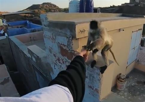 Den Affen füttern und dann das!