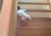 Diese Katze ist zu faul die Treppe runter zulaufen
