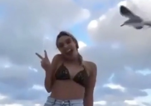 Möwe mögen Bikinis