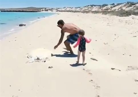 Große Schildkröte am Strand retten