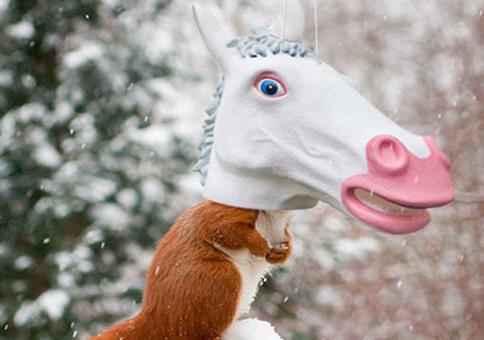 Hihi... ein Einhörnchen