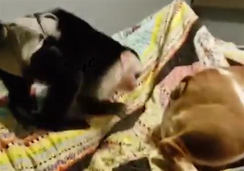 Affe kostet Hund
