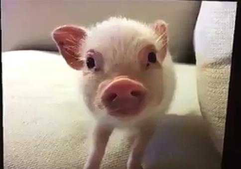 Sein Name ist Chris P. Bacon