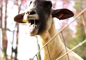 Game of Goats - Game of Thrones (Goat Version)