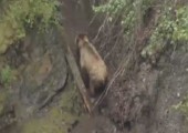 Wenn der Bär in den Wald kackt