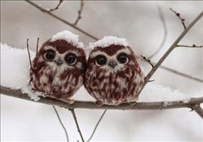 Hornoxe.com – Picdump #393