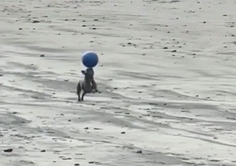 Wenn der Hund am Strand mit dem Ball spielt
