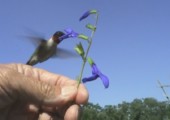 Kolibri frisst aus Hand