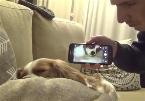 Schnarchenden Hund mit den eigenen Waffen schlagen