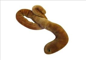 Ebola Virus als Plüschtier