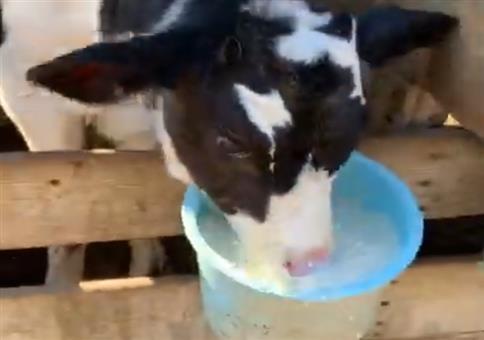 Diese junge Kuh liebt Milch