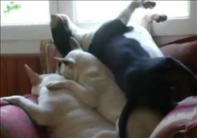 Hunde mit komischer Schlafposition