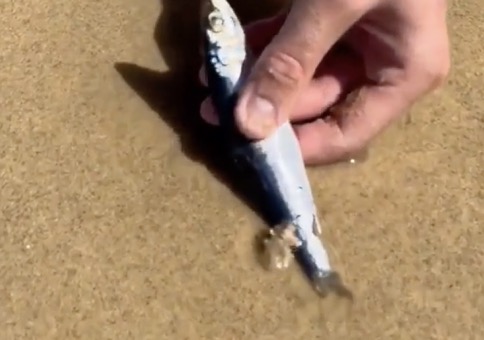 Den Wurm aus dem Sand ziehen