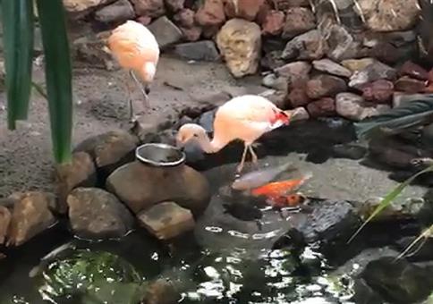 Flamingo füttert Fische