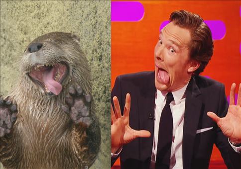Benedict Cumberbatch sieht aus wie ein Otter