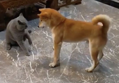 Wenn Hund und Katze sich streiten