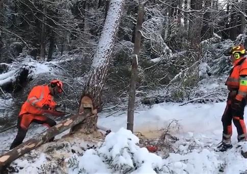 Baumfällen mit Rutschtechnik