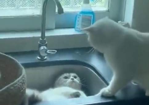 Wenn Katzen im Waschbecken spielen